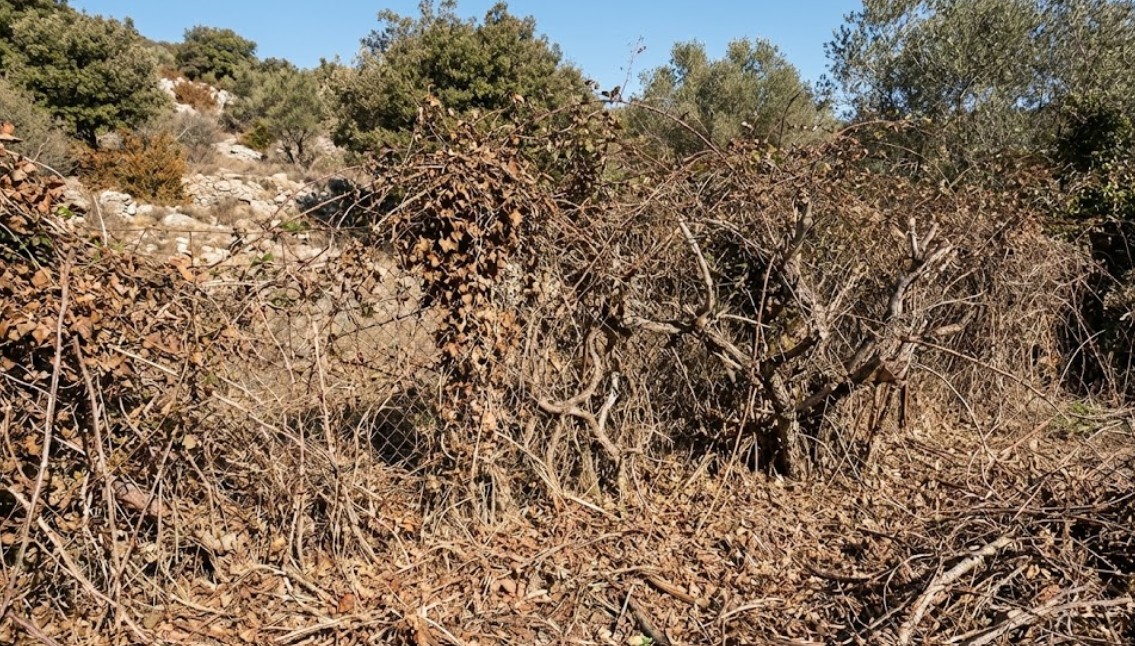 Terrain avant débroussaillage dans les Alpes-Maritimes